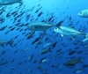 Giornata degli oceani: l'importanza della pesca sostenibile