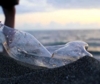 Trattato sull'inquinamento da plastica, a Parigi nuovi negoziati