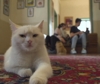 Il Miauseo di Teheran, museo del gatto con 30 felini fortunati