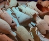 A Roma tesori archeologici dell'antica via Campana al Drugstore Museum