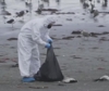 Misteriosa strage di Cormorani in Cile, morti 3.500 esemplari