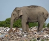 Branco elefanti va alla ricerca di cibo in discarica di plastica