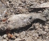 Ucraina, un mare di pesci morti dopo la distruzione della diga Kakhovka