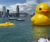 Hong Kong, vita breve per le papere giganti di Hofman