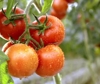 FederBio, agricoltura biologica non Ã¨ piÃ¹ un fenomeno di nicchia