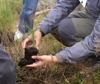 Foresta degli Innovatori, 1000 alberi piantati: riforestare Dolomiti