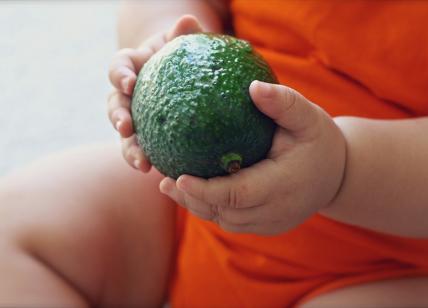 Proprietà, benefici e controindicazioni dell'avocado