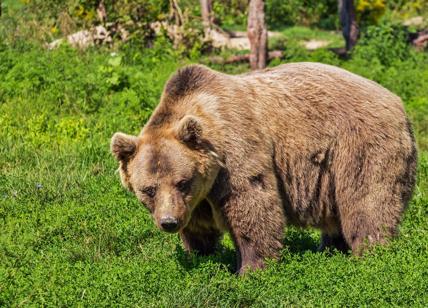 Trentino, Fugatti abbatte un altro orso. E Pichetto dice basta alle esecuzioni