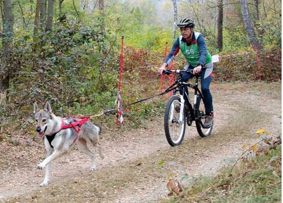 Bike Joring Bike Joring