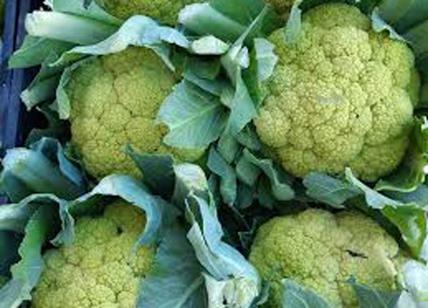 Ad Albano la festa del re della verdura di stagione: ecco il broccolo show