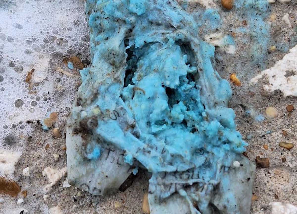 Allarme cani avvelenati a parco Marconi: le tracce del veleno Allarme cani avvelenati a parco Marconi: le tracce del veleno