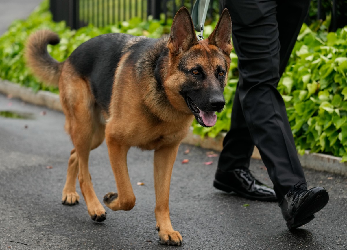 Commander, il cane di Joe Biden Commander, il cane di Joe Biden