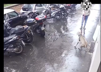 Milano, tenta di rubare un cane in strada. Ma l'animale reagisce e... VIDEO