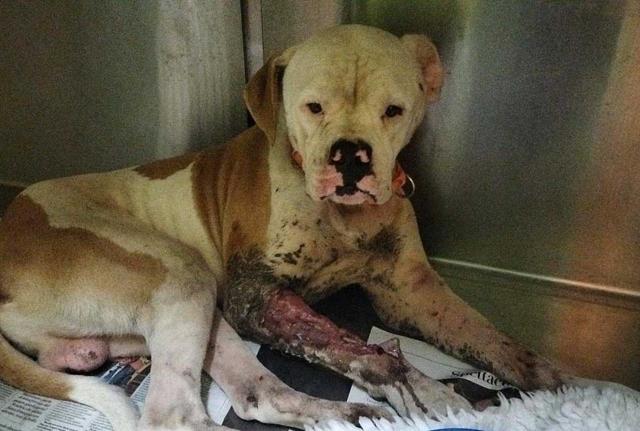 Animali, pdl popolare contro l'accattonaggio in contrasto al racket