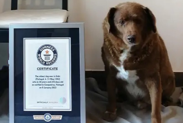 Guinnes world record Guinnes world record