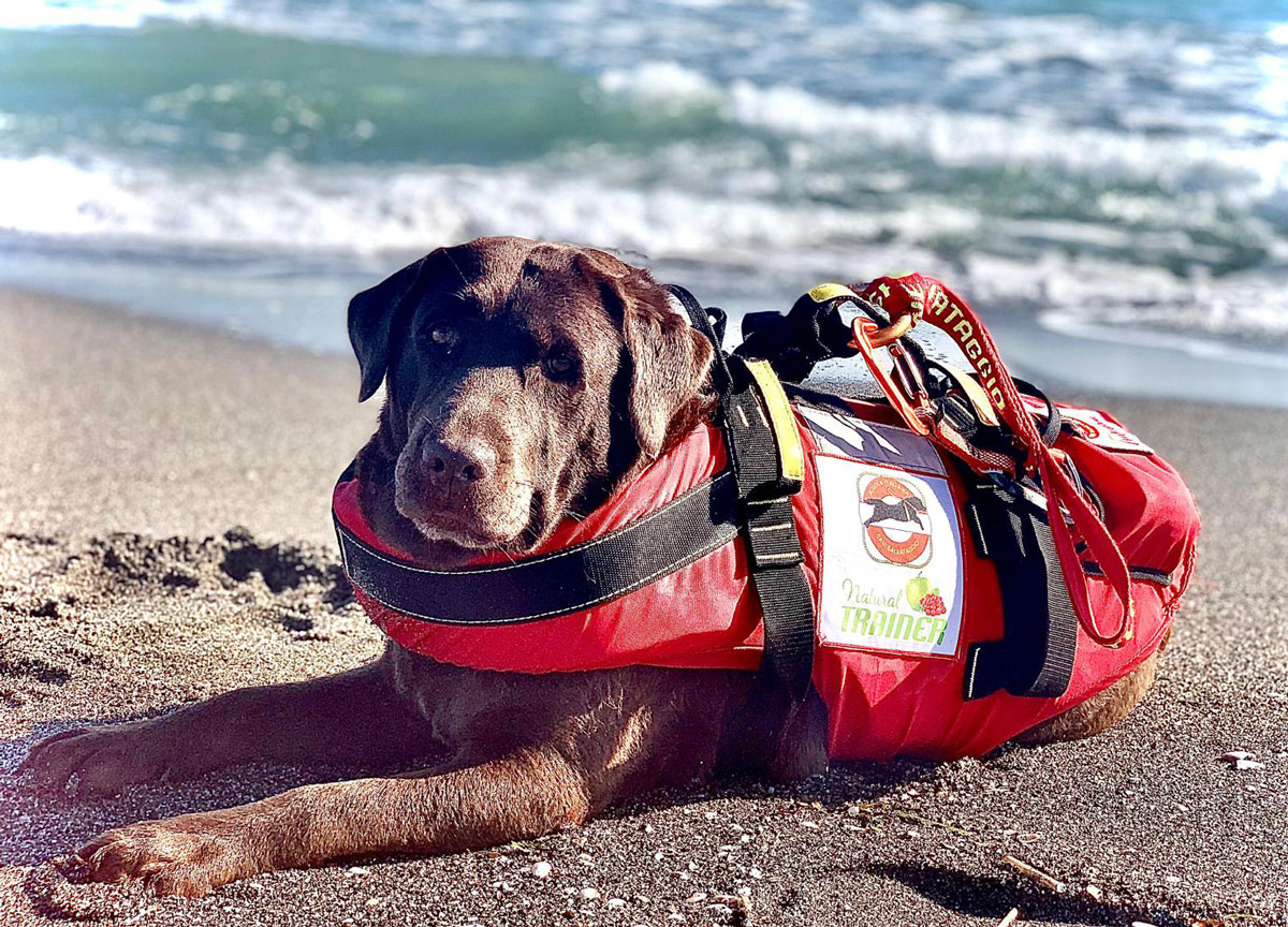 Cani salvataggio Sics a Fregene Cani salvataggio Sics a Fregene
