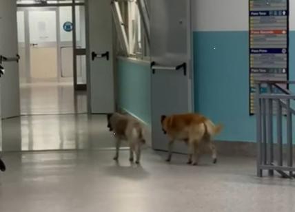 Cani randagi nei reparti dell'ospedale di Lamezia Terme. VIDEO