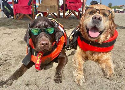 cani salvataggio sics 01