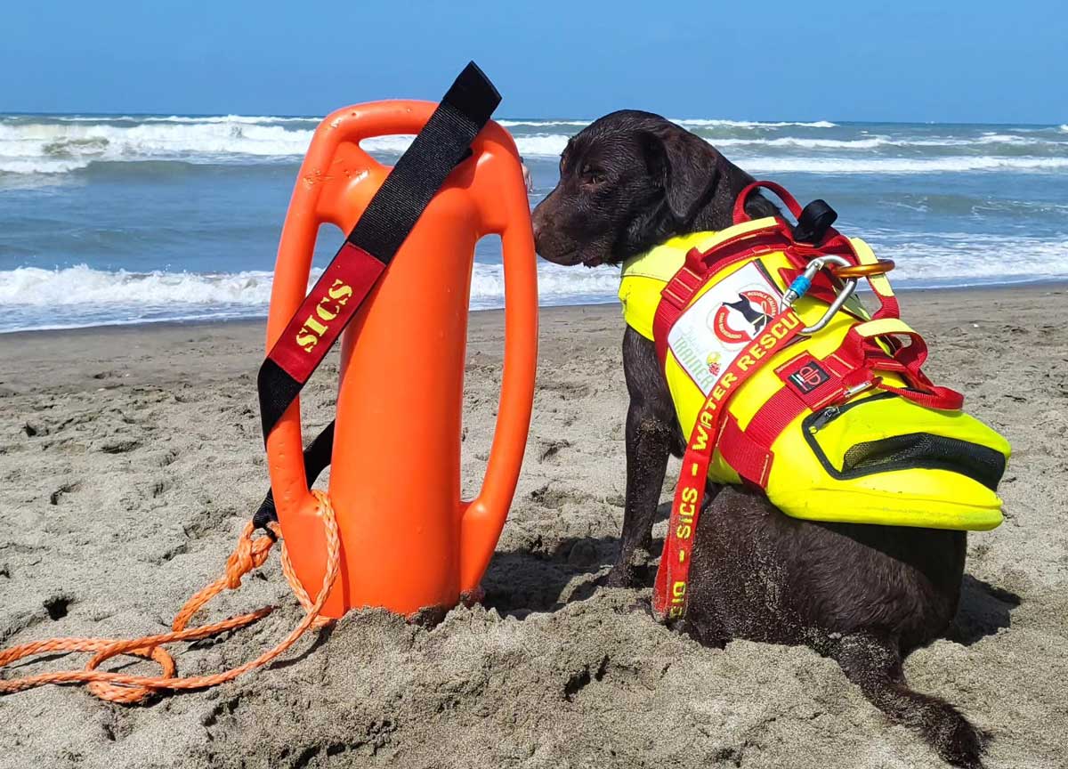I cani di salvataggio della Sics, Scuola Italiana Cani Salvataggio I cani di salvataggio della Sics, Scuola Italiana Cani Salvataggio