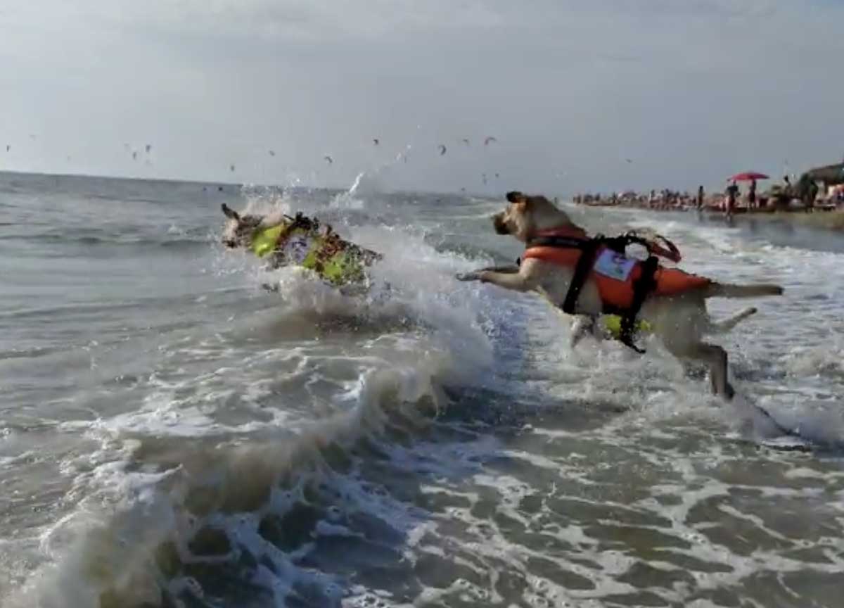 I cani di salvataggio della Sics, Scuola Italiana Cani Salvataggio I cani di salvataggio della Sics, Scuola Italiana Cani Salvataggio