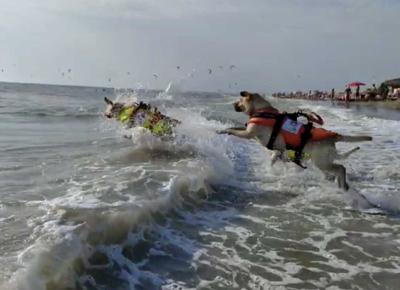 cani salvataggio sics 04