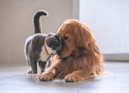"L'assicurazione sanitaria per pet è un calmante", Santévet sbarca in Italia