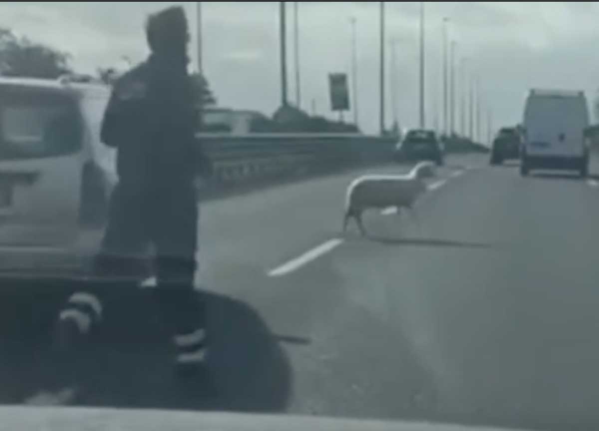 La capretta che scappa sul Gra La capretta che scappa sul Gra