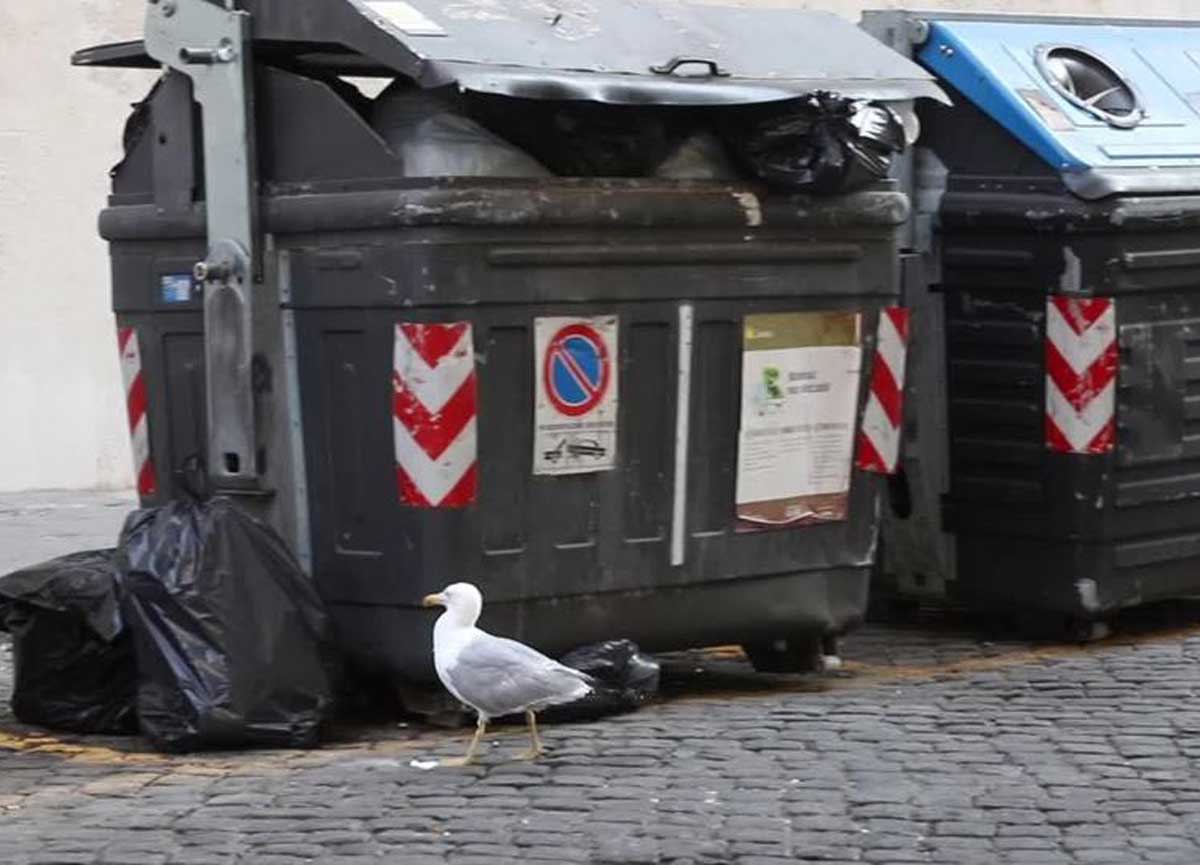 Cassonetti e gabbiani Cassonetti e gabbiani