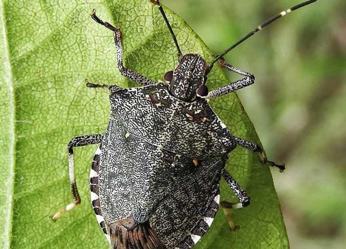 La cimice asiatica La cimice asiatica