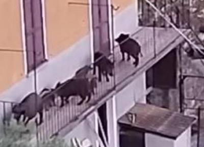 Cinghiali sul terrazzo di casa a Bellano, Lecco