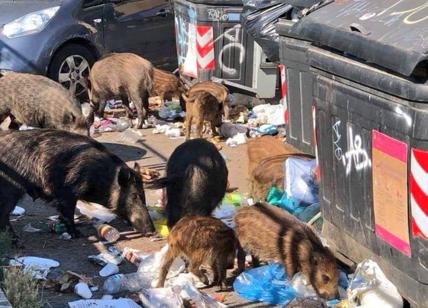 Altro che orsi, Italia invasa dai cinghiali: nel Nord-est è già emergenza