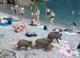 Cinghiali nella spiaggia San Fruttuoso di Camogli, bagnanti cercanoÂ riparo