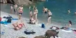 Cinghiali nella spiaggia San Fruttuoso di Camogli, bagnanti cercanoÂ riparo