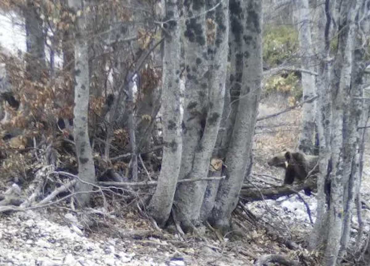 cuccioli amarena parco d'abruzzo