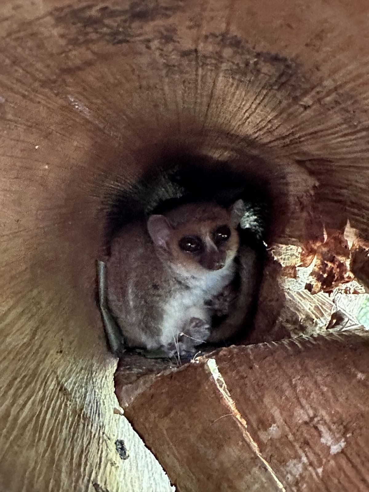 Dentro un tronco ecco il lemure del topo di Berthe di appena 10 centimetri di lunghezza, il primate più piccolo che sia mai stato scoperto Dentro un tronco ecco il lemure del topo di Berthe di appena 10 centimetri di lunghezza, il primate più piccolo che sia mai stato scoperto