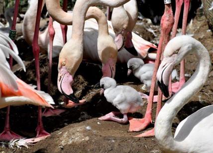 Roma, primavera dei miracoli: nati 8 fenicotteri rosa e un pinguino del Capo