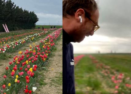 "I tulipani non ci sono più". Le lacrime del proprietario sui social