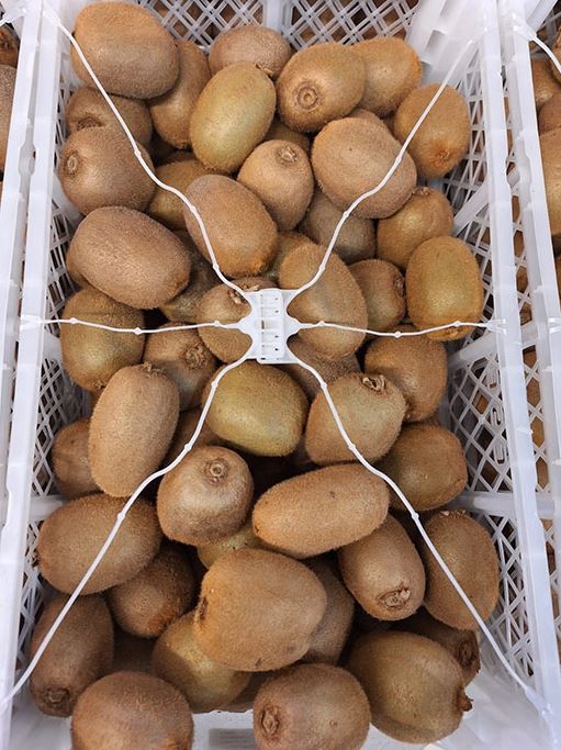 Kiwi Hayward calibro 105/120 grammi (2° categoria) - Origine Italia - 1,20/1,30 euro al chilogrammo