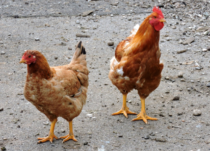 "Mangiate zampe di gallina". Egitto, l'ultima trovata del governo per combattere la povertà