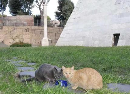 Romani alla Caritas ogni giorno per un pasto, ma per i gatti c'è sempre trippa
