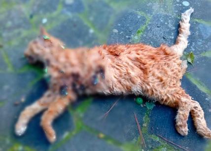 Ammazza un gatto e 4 mesi dopo uccide un passante: condannata all'ergastolo