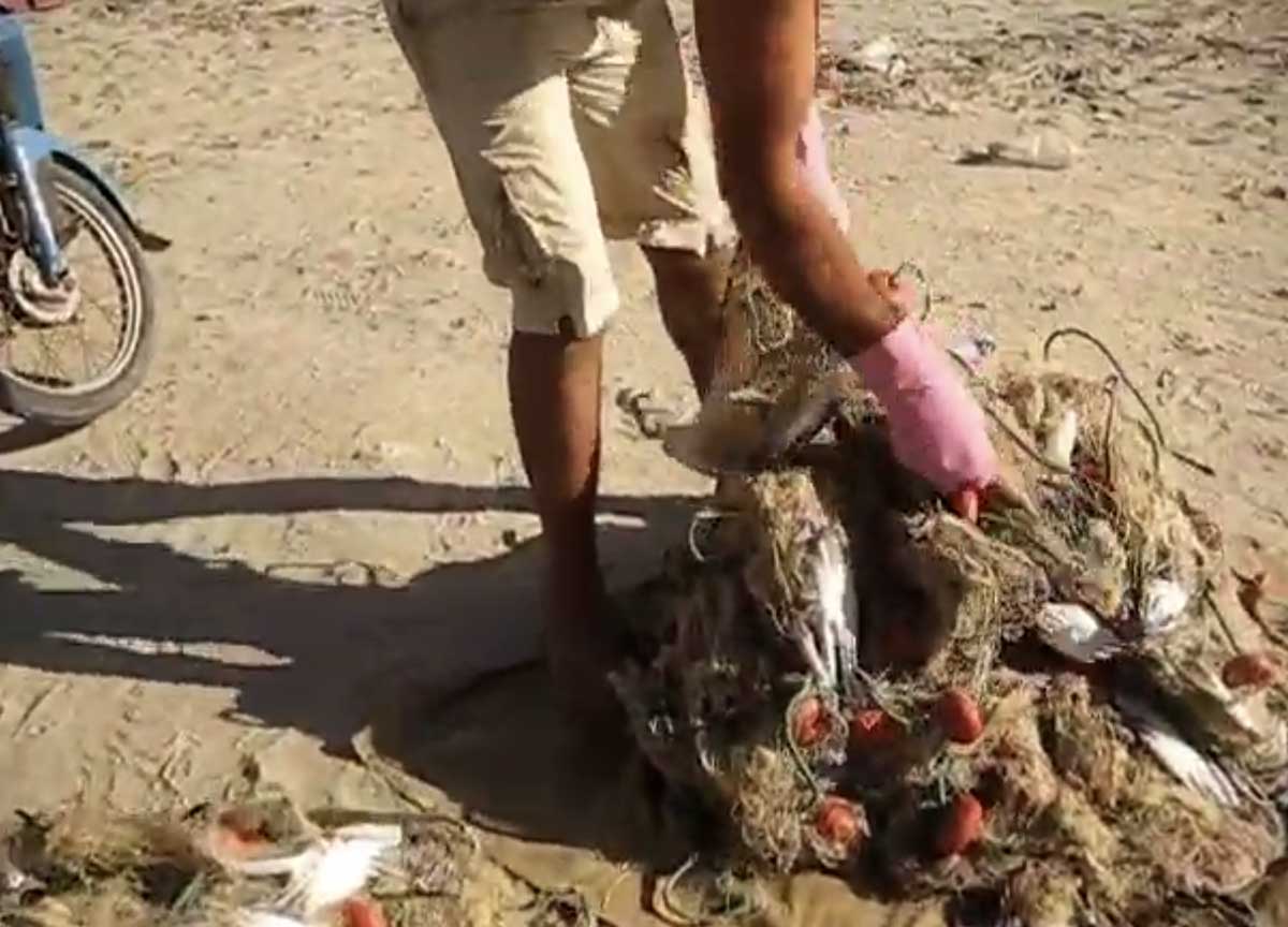 Pesca granchio blu in Tunisia Pesca granchio blu in Tunisia
