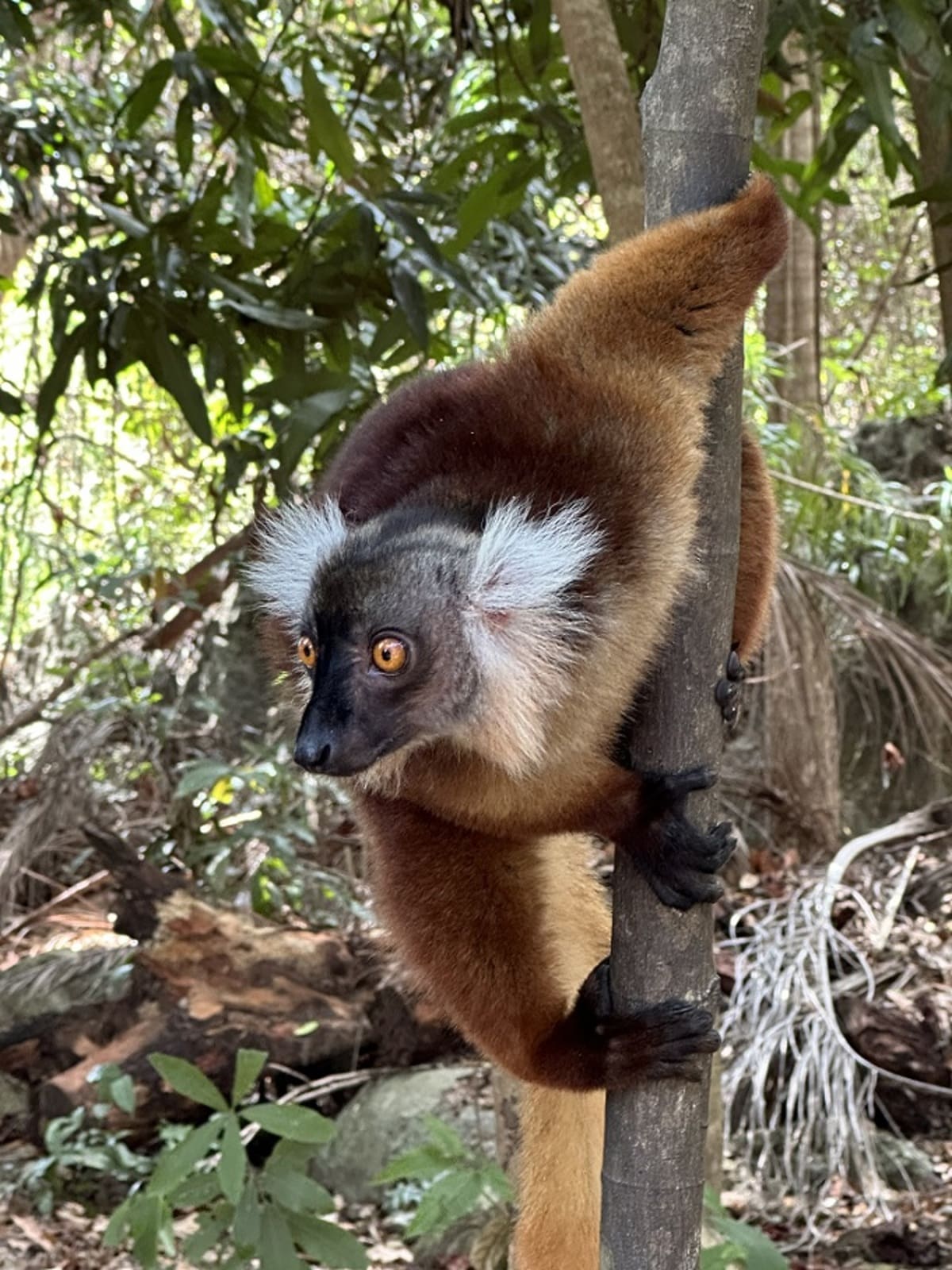 I lemuri sono considerati sacri e risultano i primati più minacciati al mondo I lemuri sono considerati sacri e risultano i primati più minacciati al mondo