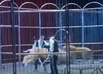 Panico al circo, i leoni scappano e danno la caccia agli spettatori. Video