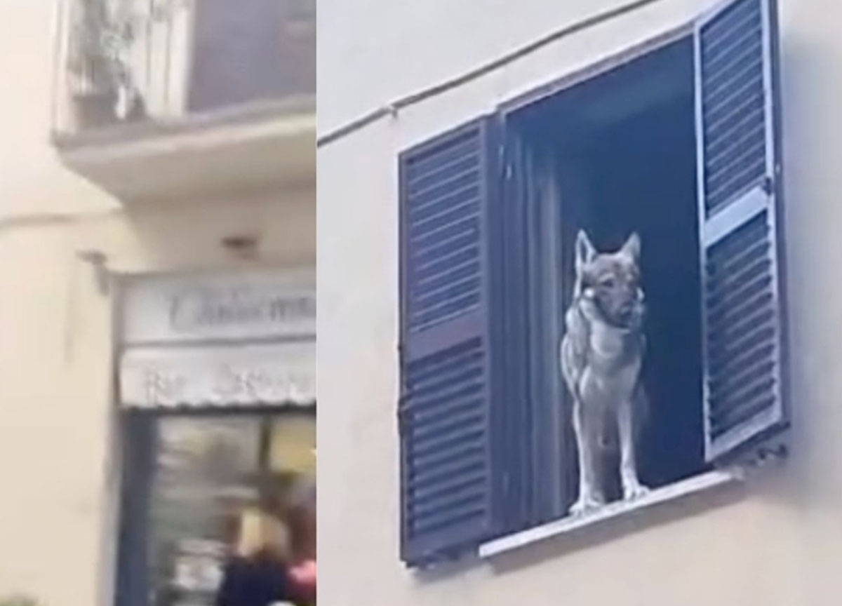 Il lupo si affaccia dalla finestra, paura a Tivoli