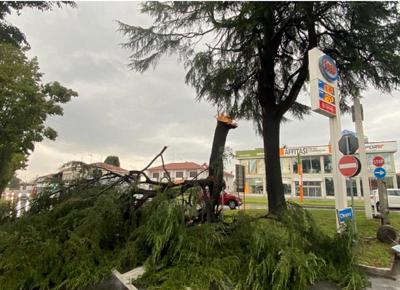 Maltempo nel Milanese, alberi caduti