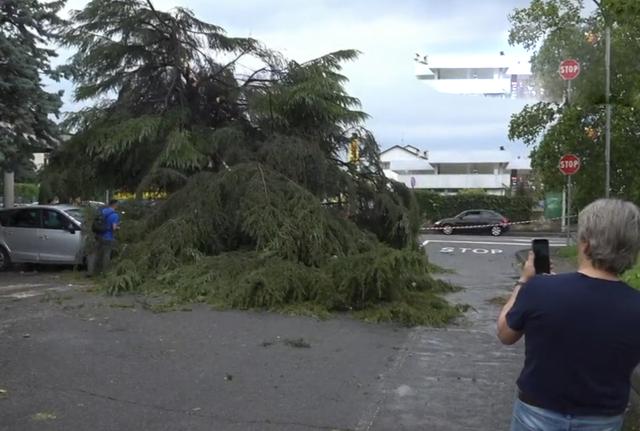 Maltempo, un albero cade sull'auto di un uomo Maltempo, un albero cade sull'auto di un uomo