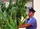 Altro che inceneritore: a Santa Palomba scoperta una piantagione di cannabis