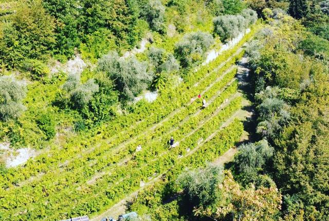 Alla scoperta della Valpolicella Classica Alla scoperta della Valpolicella Classica