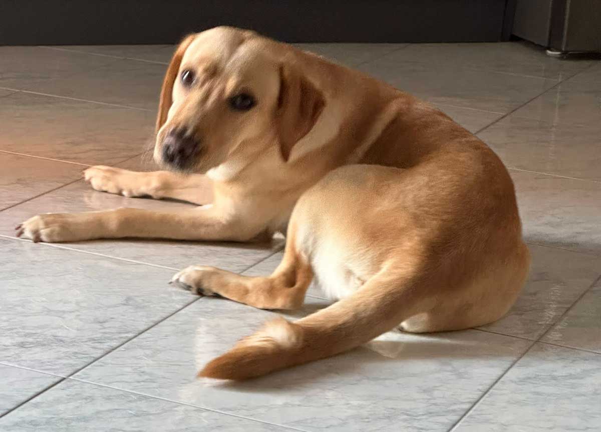 Miele labrador di 8 mesi Miele labrador di 8 mesi